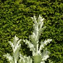Onopordon acanthium feuille